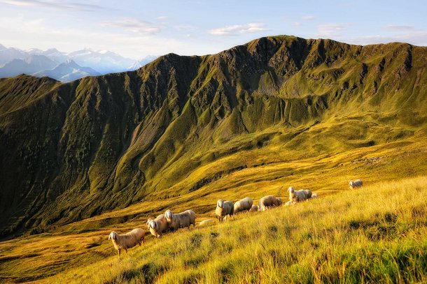 Sheep grazing